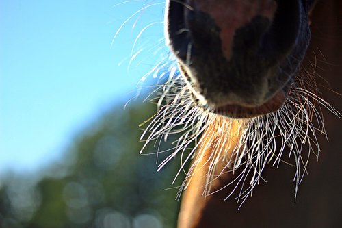horse  nostrils  milk beard