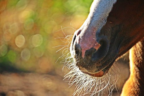 horse  foal  nostrils