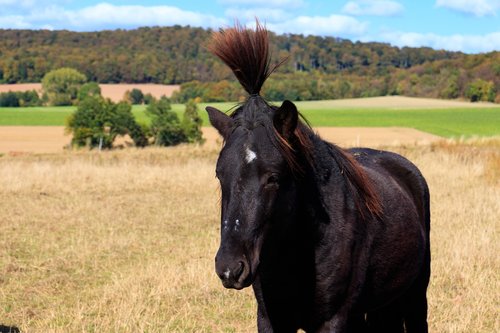 horse  nature  animal