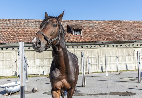 horse  horse head  reiterhof