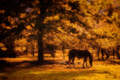 horse  sunset  forest