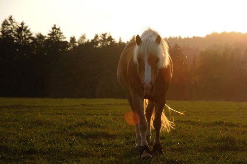 horse  animal  pasture