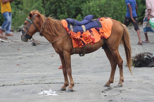 horse  sea  beach