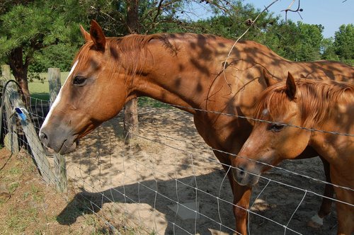 horse  ranch  riding