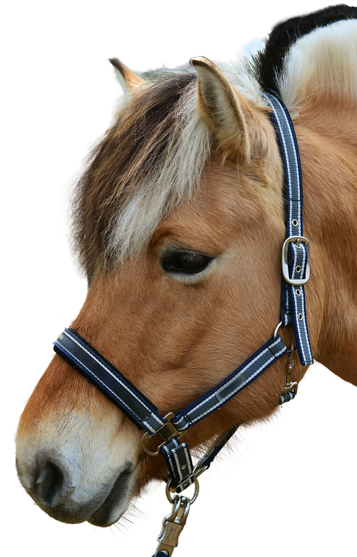 horse  horse head  isolated