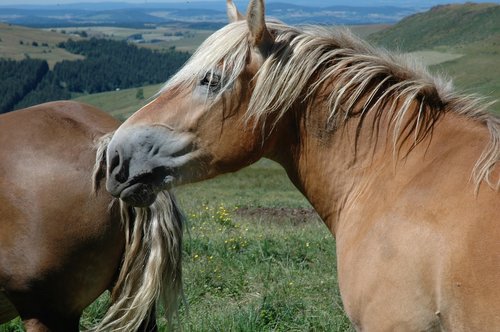horse  mountain  mare