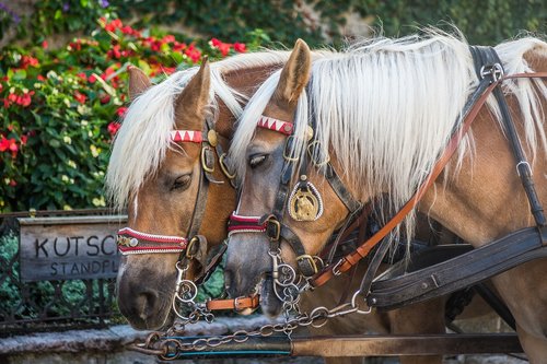 horse  monteaura  horses