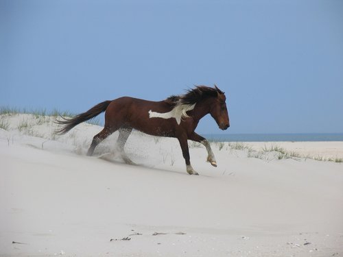 horse  wild  assateague island