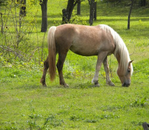 horse green outdoor