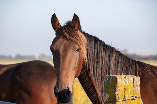 horse  horses  brown
