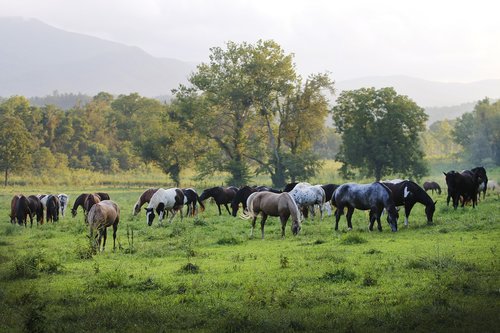 horse  horses  broncos