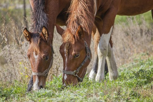 horse  foal  autumn