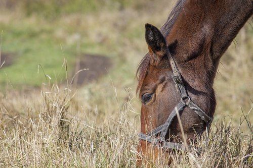 horse  foal  autumn