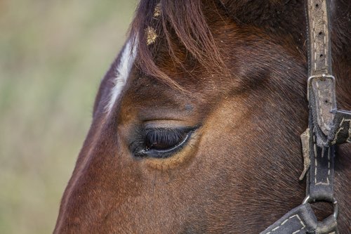 horse  foal  autumn