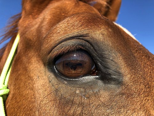 horse  eye  look