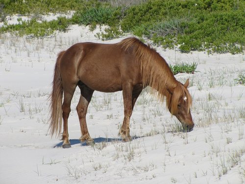 horse  grazing  wild