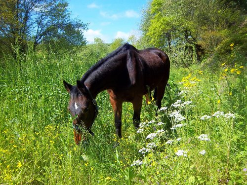 horse  mare  grass