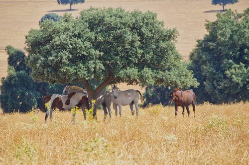 horse  herd  grass