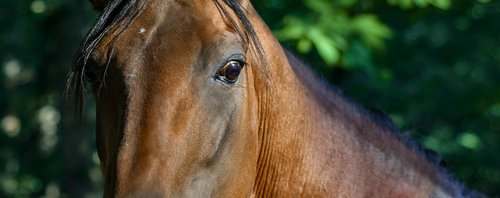 horse  look  close up