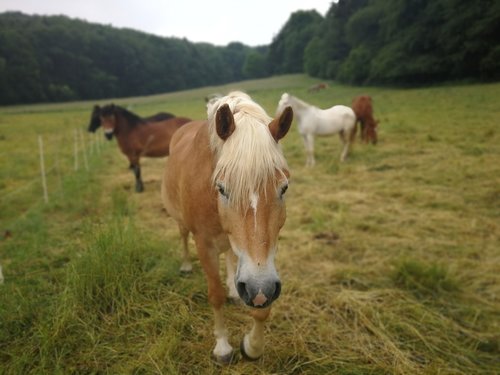 horse  pasture  nature