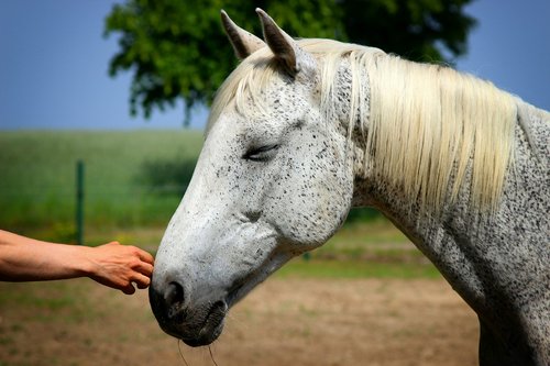 horse  horse head  hand