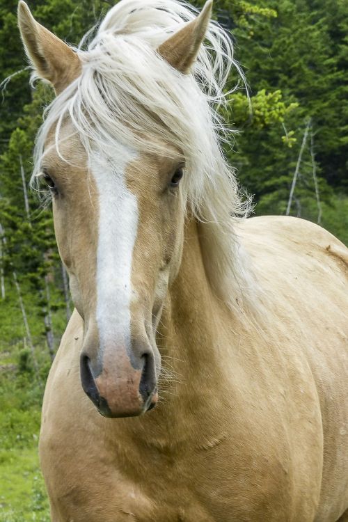 horse portrait running