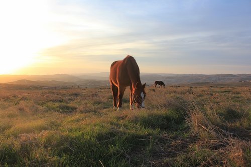 horse  sunset  nature