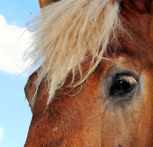 horse horse head schwarzwälder kaltblut