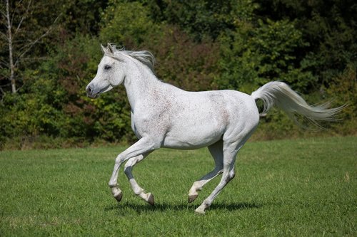 horse  running  white