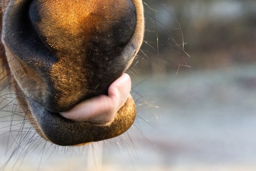 horse  animal  head