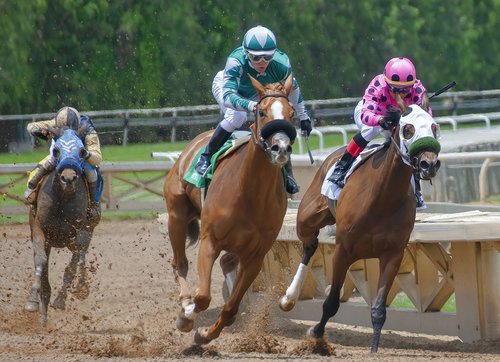 horse  horse race  race