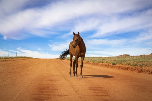 horse  nature  animal