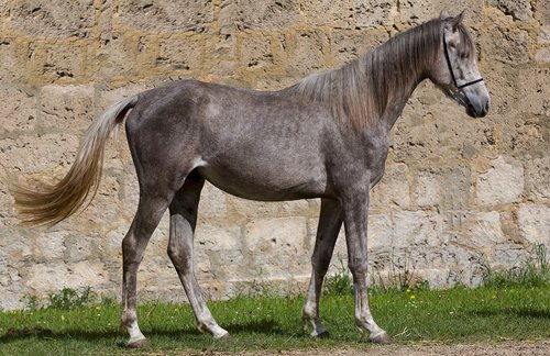 horse  equine  animal
