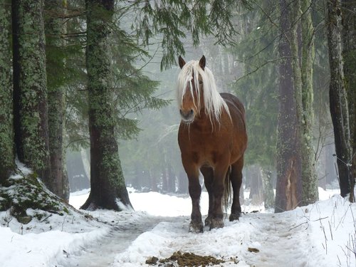 horse  forest  nature