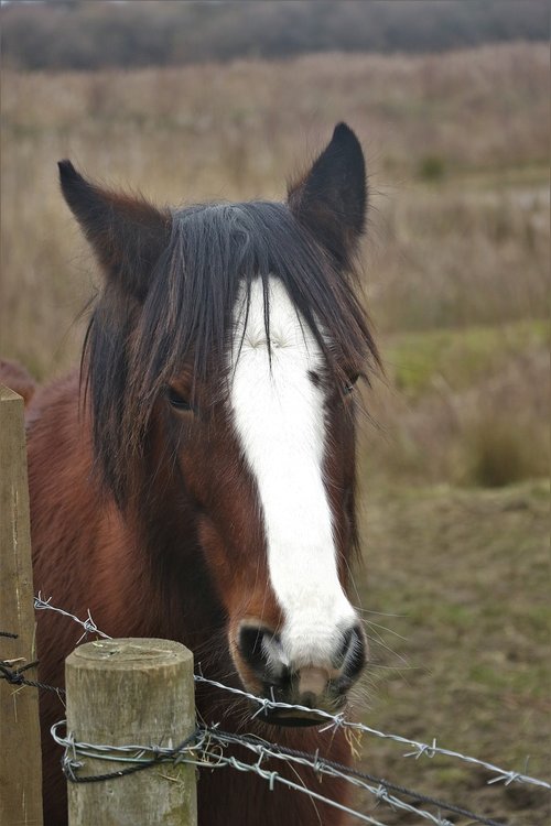 horse  animal  mane