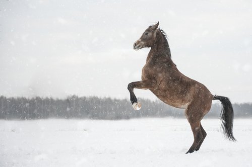 horse  mare  gray