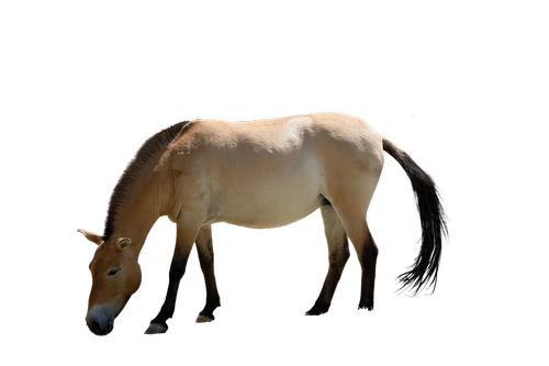 horse  isolated  animal