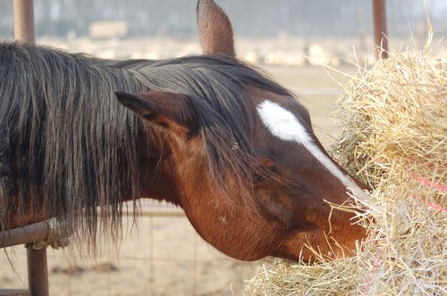 horse  hay  rural