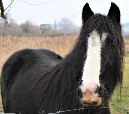 horse  field  mane