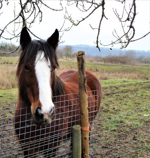 horse  field  animal