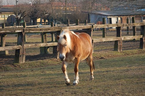 horse  horses  riding