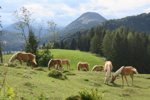 horse  horses  animal