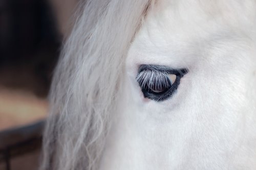 horse  equine  eye