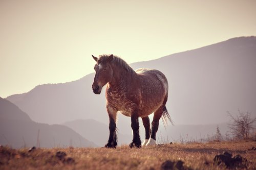 horse  animal  nature