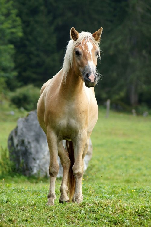 horse  animal  nature