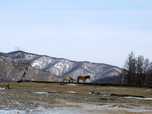 horse  nature  mountains