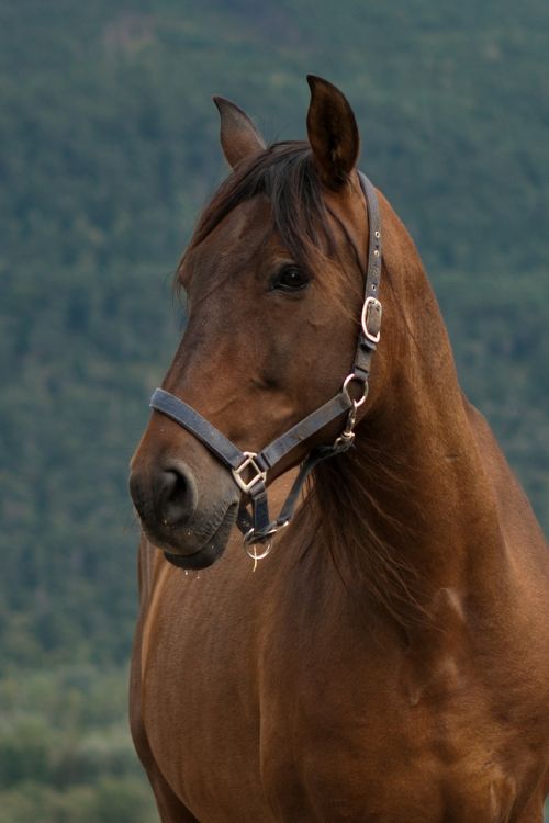horse equine bay mare