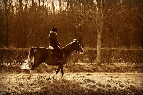 horse  rider  riding