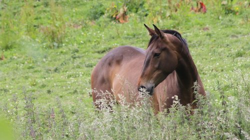 horse  field  animal