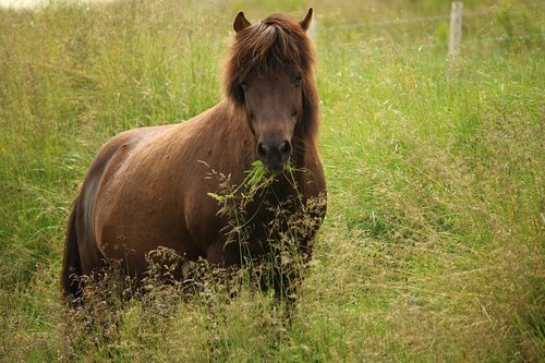 horse  spring  meadow